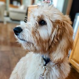 Goldendoodle Puppies from Dakota Sky's Goldens