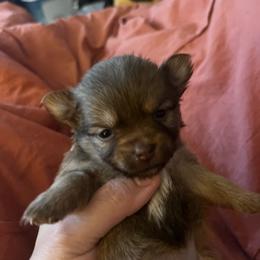 Mocha - Chocolate and white female Chihuahua puppy in Bellmore, New York from Alyce’s Angels