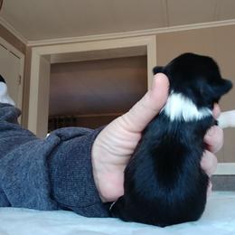 Trixy - Black and white female Shih Tzu puppy in Brodnax, Virginia from Kbsshihtzus