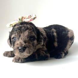 Mai Tai - Merle female Goldendoodle puppy in Mount Pleasant, Tennessee from Doodle My Heart