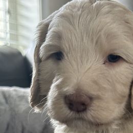 Australian Shepherds and Goldendoodles from Dreamland Aussies & Poodles