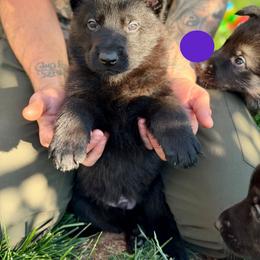 Gorlagon-Purple - Black male German Shepherd puppy in Medical Lake, Washington from Nine Realms German Shepherds