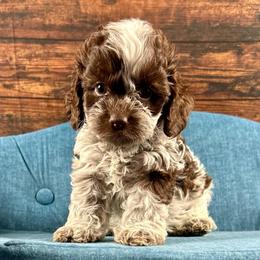 Allison - Brown and white female Cockapoo puppy in Lancaster, Missouri from Cavapoo Acres