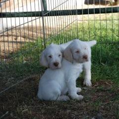 Spinone Italiano Puppies from Boe Dogs