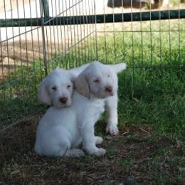 Spinone Italiano Puppies from Boe Dogs