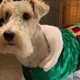Wire Fox Terriers from Magnolia Wire Fox Terriers