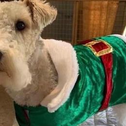 Wire Fox Terriers from Magnolia Wire Fox Terriers