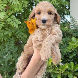 Yellow Collar - Apricot female Goldendoodle puppy in Corona, California from West Coast Goldendoodles