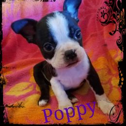 Boston Terrier and French Bulldog Puppies from Willis Family Bostons