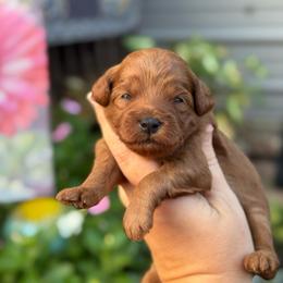 Hopscotch - Red  female Goldendoodle puppy in Wharton, Texas from Little Fur Friends