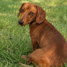 Chet - Dachshund