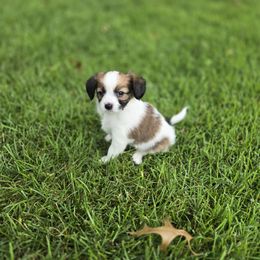 Papillon Puppies from Home Raised Papillon Puppies
