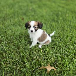 Papillon Puppies from Home Raised Papillon Puppies