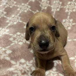 White (wedo) - Cream male Dachshund puppy in Yuma, Arizona from Desert dashies