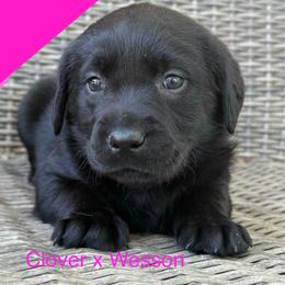 Girl 1 - Black female Labrador Retriever puppy in Wilson’s, Virginia from Cedar Hill Farm Labradors