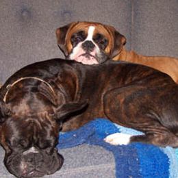 Boxers from DeeMar Boxers