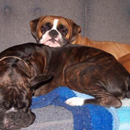 Boxers from DeeMar Boxers