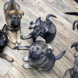 German Shepherd Puppies from Reign Land