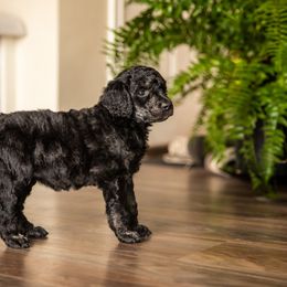 Poodle Puppies from Setting the Standard Poodles