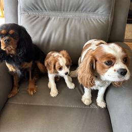 Cavalier King Charles Spaniel Puppies from Crosby's Cavaliers