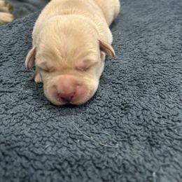 Labrador Retriever Puppies from Gathering Branch Labradors