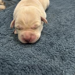Labrador Retriever Puppies from Gathering Branch Labradors