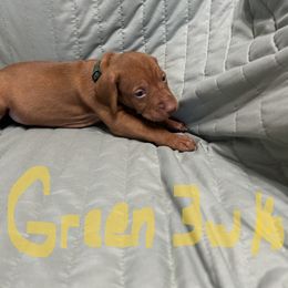 Green - Golden rust male Vizsla puppy in Sioux County, Iowa from Pheasant Poppers Vizslas