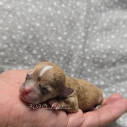 Cherry - Merle female Chihuahua puppy in El Paso, Texas from JVJ Chihuahua