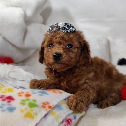 Calise-OFA and CHIC parents - Red  female Poodle puppy in Westfield, North Carolina from Legacy Pets