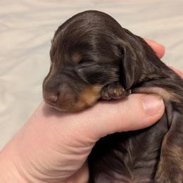 Truffle - Chocolate and tan female Dachshund puppy in Box Elder, South Dakota from Bee Sweet Dachshunds