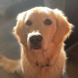 Golden Retrievers from Oregon's Legendary Goldens