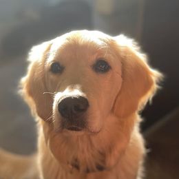 Golden Retrievers from Oregon's Legendary Goldens