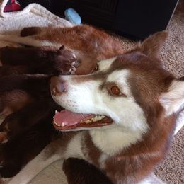 Dixiebell - Siberian Husky