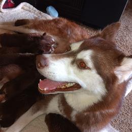 Dixiebell - Siberian Husky