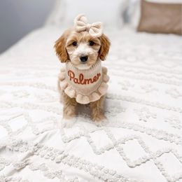 Palmer James - Goldendoodle