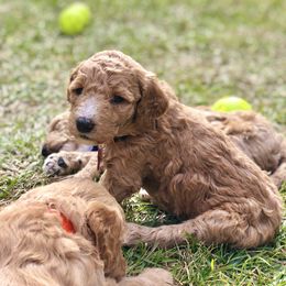 Goldendoodle Puppies from Magnolia Doodles of Southern Miss