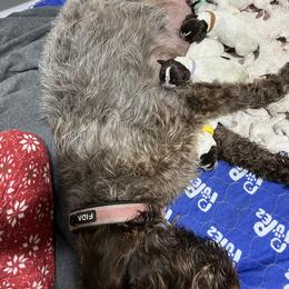 Wirehaired Pointing Griffon Puppies from Happy Hollow Griffons