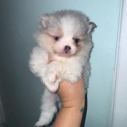 Honey - Blue merle female Pomeranian puppy in Fredericksburg, Virginia from Designer Dog Society
