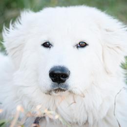 English Shepherd and Maremma Sheepdog Puppies from Terra Vitae Farms English Shepherds / Maremma Sheepdogs