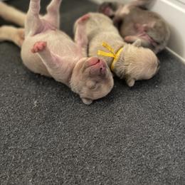 French Bulldog Puppies from Orderofthebulldogs, LLC