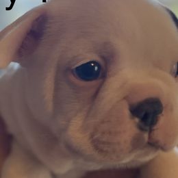 Boston Terriers and French Bulldogs from Absolutely Boston Terriers and French Bulldogs