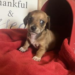 Daisy - Red female Dachshund puppy in Sharon Springs, New York from Show Us The Way Homestead