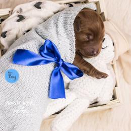 Banyan - Caramel red male Australian Labradoodle puppy in Redding, California from Shasta Royal Monroe Puppies