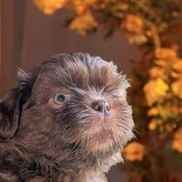 Maxton - Chocolate male Shih Tzu puppy in Claxton, Georgia from Small Pawz Kennel