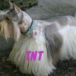 TNT - Miniature Schnauzer