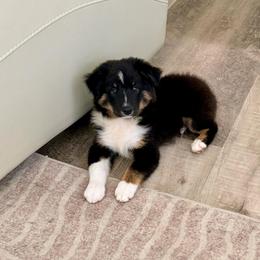 MilkDud - Black tri male Miniature Australian Shepherd puppy in Baker, Florida from East to Western Aussies