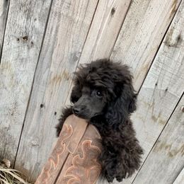 Poodle puppies from IF Toy Poodles