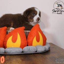 Australian Shepherd Puppies from Starlit Grove Australian Shepherds