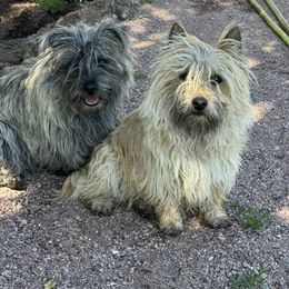 Cairn Terriers from Central Oregon Cairn Terriers
