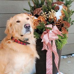 Golden Retriever All Grown Up from Barb Felt's Golden Retrievers